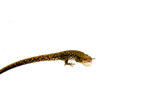 Suriname Crocodile Tegu