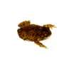 Rainbow Chocolate Chip Toad - Image 3