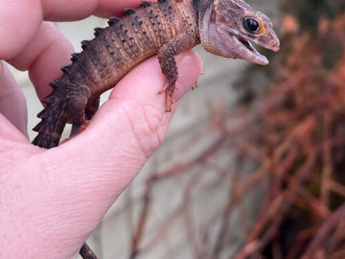White Eye Crocodile Skink Adults (