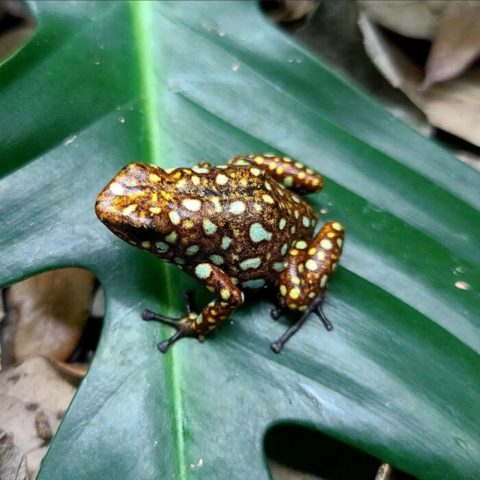 Oophaga sylvatica Frogs - Situwa