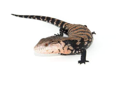 Blue Tongue Skink Babies (Tiliqua scincoides)