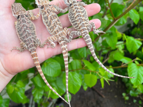 Bearded Dragon Babies -Pogona vitticeps