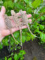 Bearded Dragon Babies -Pogona vitticeps