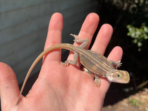 Genetic Striped Pied Translucent Bearded Dragon Baby