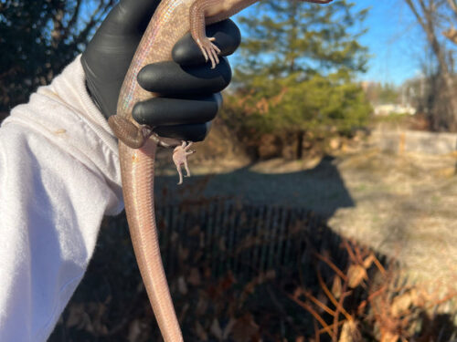 Solomon Island Ground Skink