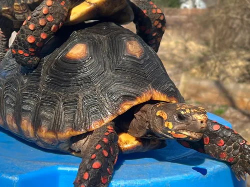 Barbados Red Foot Tortoise Adult Pair #2