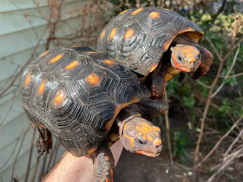 Barbados Red Foot Tortoise Adult Pair