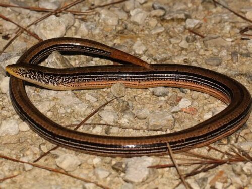 WESTERN SLENDER GLASS LIZARD