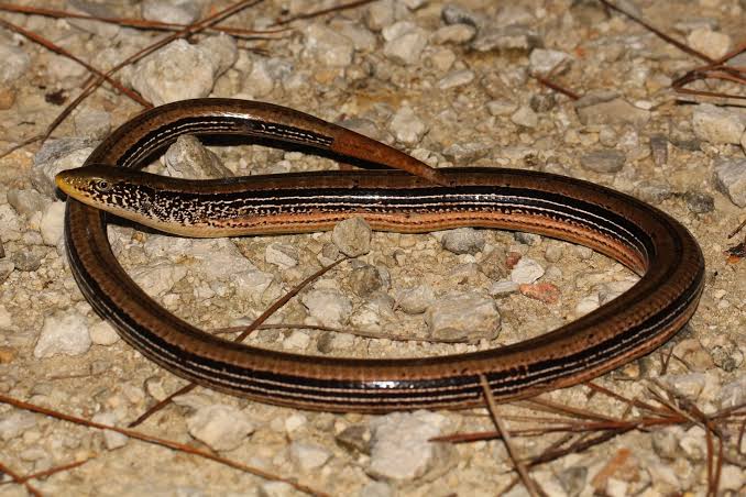 WESTERN SLENDER GLASS LIZARD