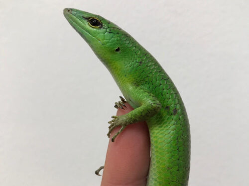 Solomon Island Emerald Tree Skink