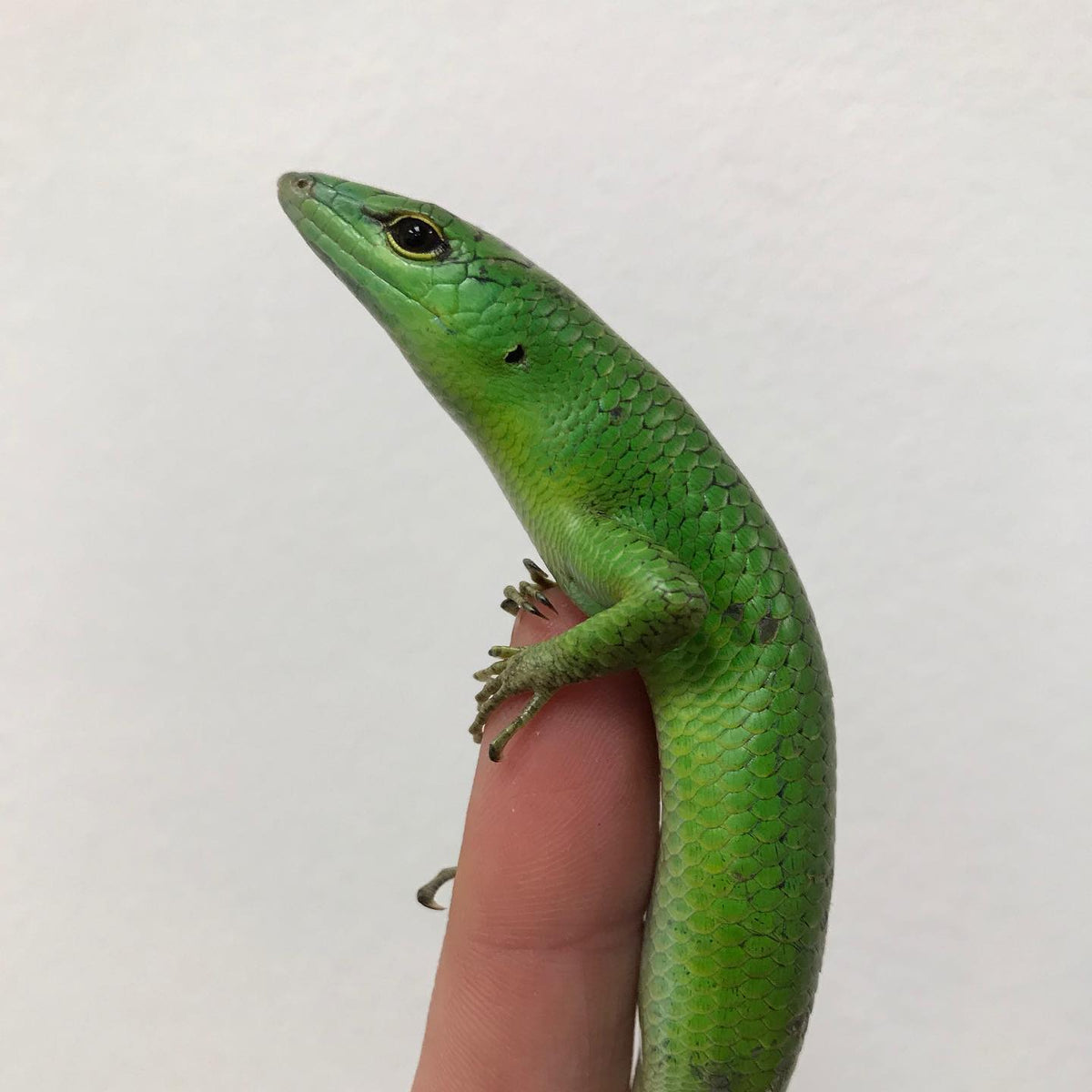 Solomon Island Emerald Tree Skink