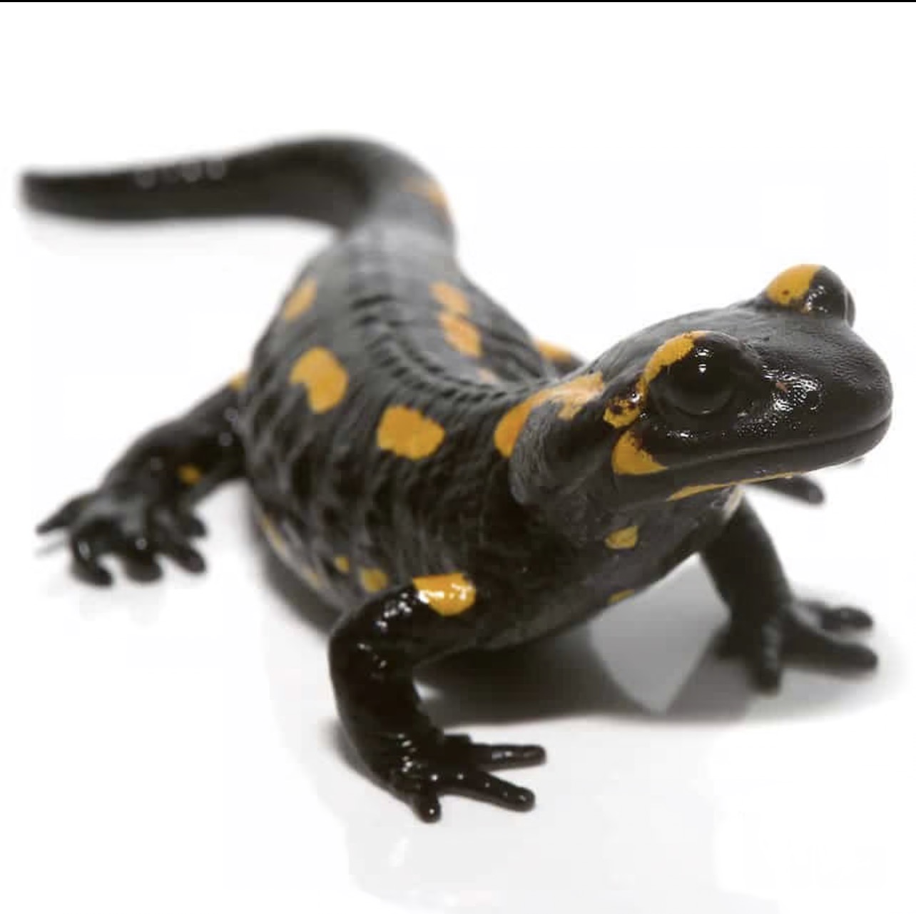 Fire Salamander