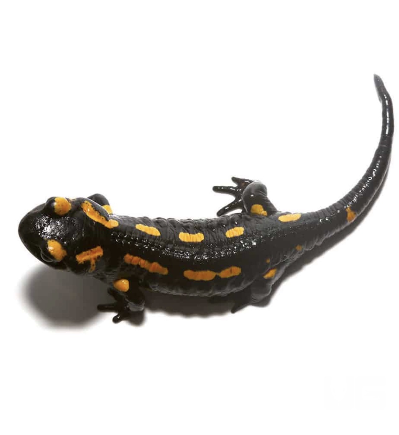 Fire Salamander - Image 2