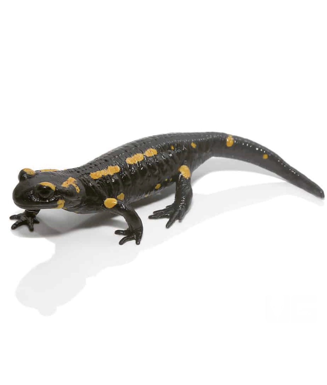 Fire Salamander - Image 4