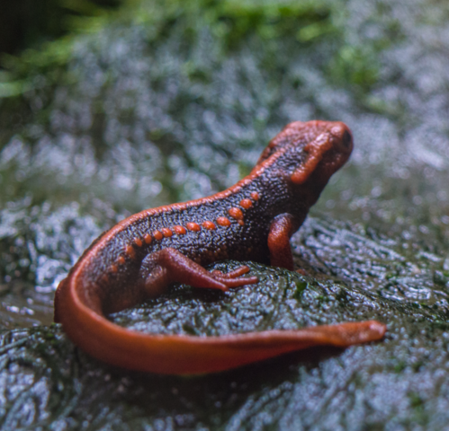 Emperor Newt for Sale - Image 2