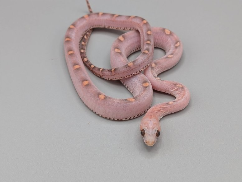 Cornsnake – Scaleless Bloodred Piedsided – Female