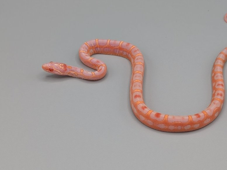 Cornsnake – Scaleless Reverse Okeetee – Male