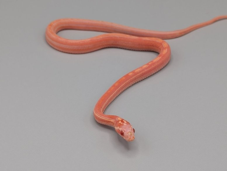 Cornsnake – Scaleless Tessera Albino Het Caramel Motley