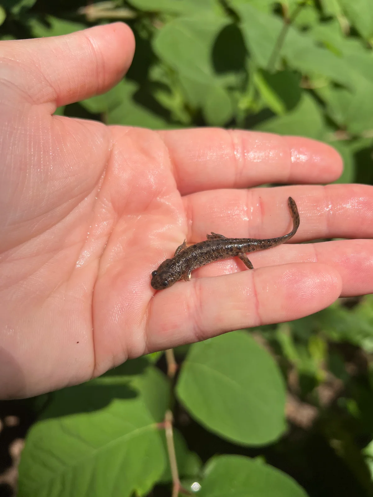 Spanish Ribbed Newt Babies (Pleurodeles waltl) - Image 4