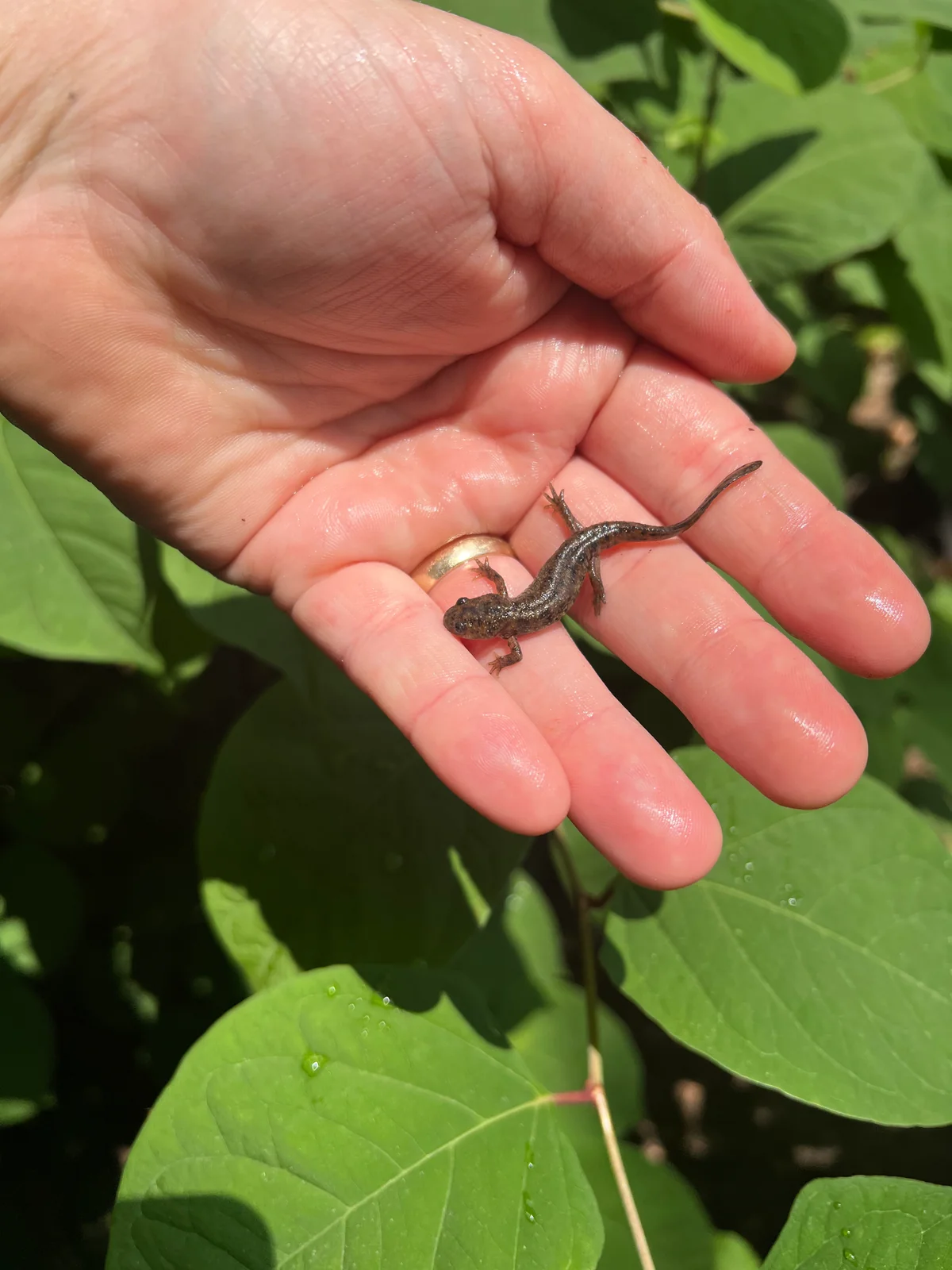Spanish Ribbed Newt Babies (Pleurodeles waltl) - Image 3
