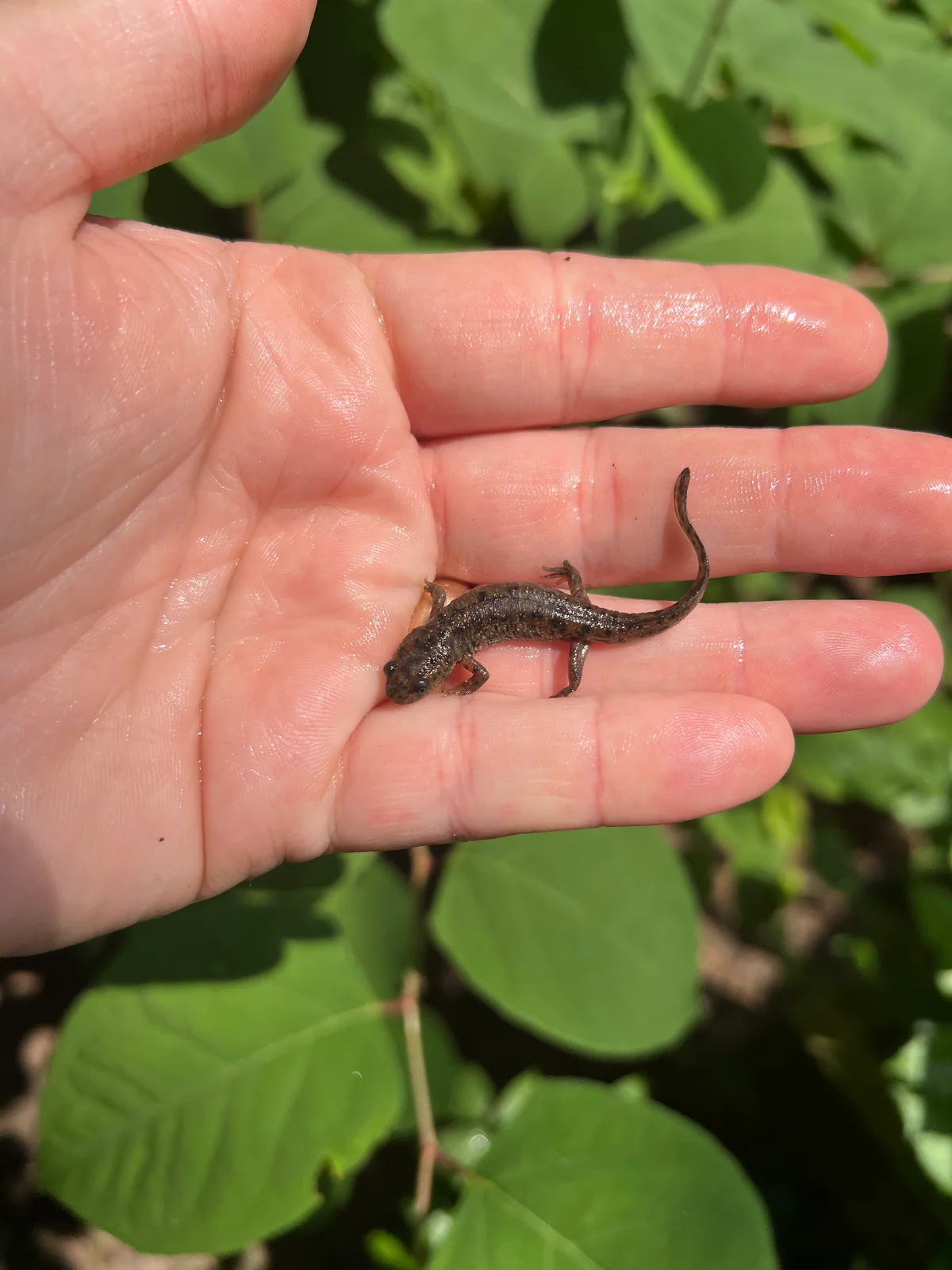 Spanish Ribbed Newt Babies (Pleurodeles waltl) - Image 2