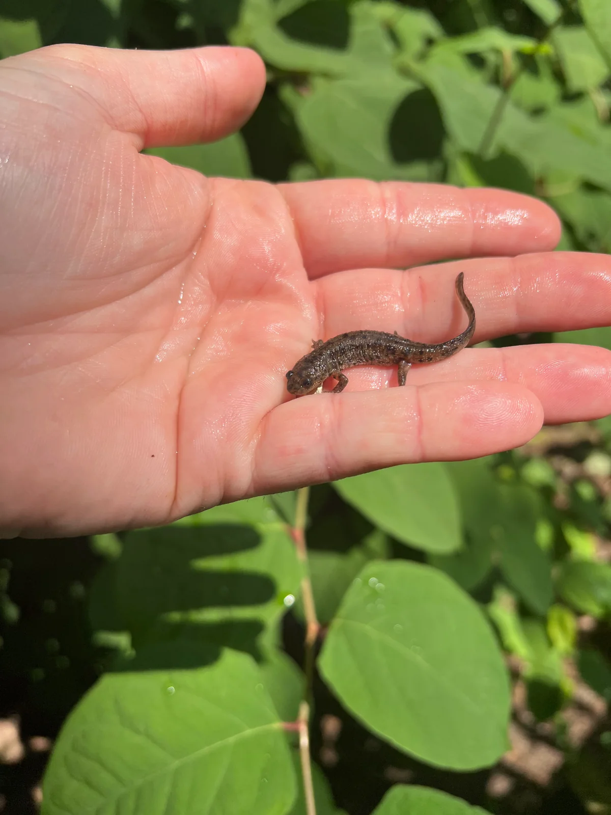 Spanish Ribbed Newt Babies (Pleurodeles waltl)