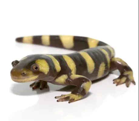 Yellow Barred Tiger Salamander For Sale
