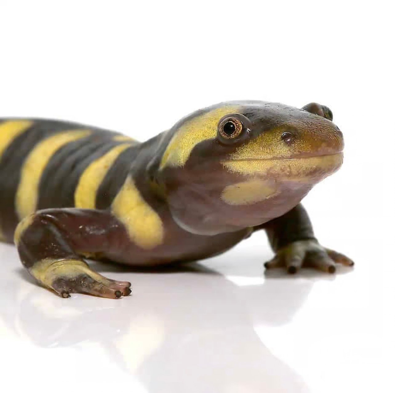 Yellow Barred Tiger Salamander For Sale - Image 4