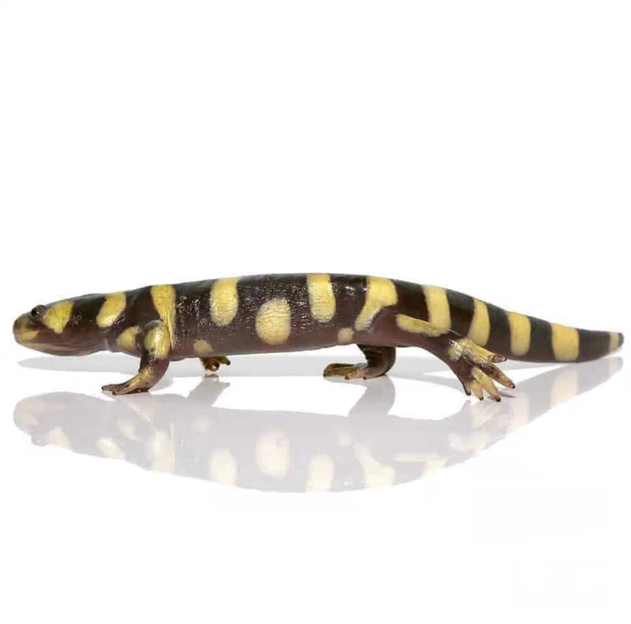 Yellow Barred Tiger Salamander For Sale - Image 3