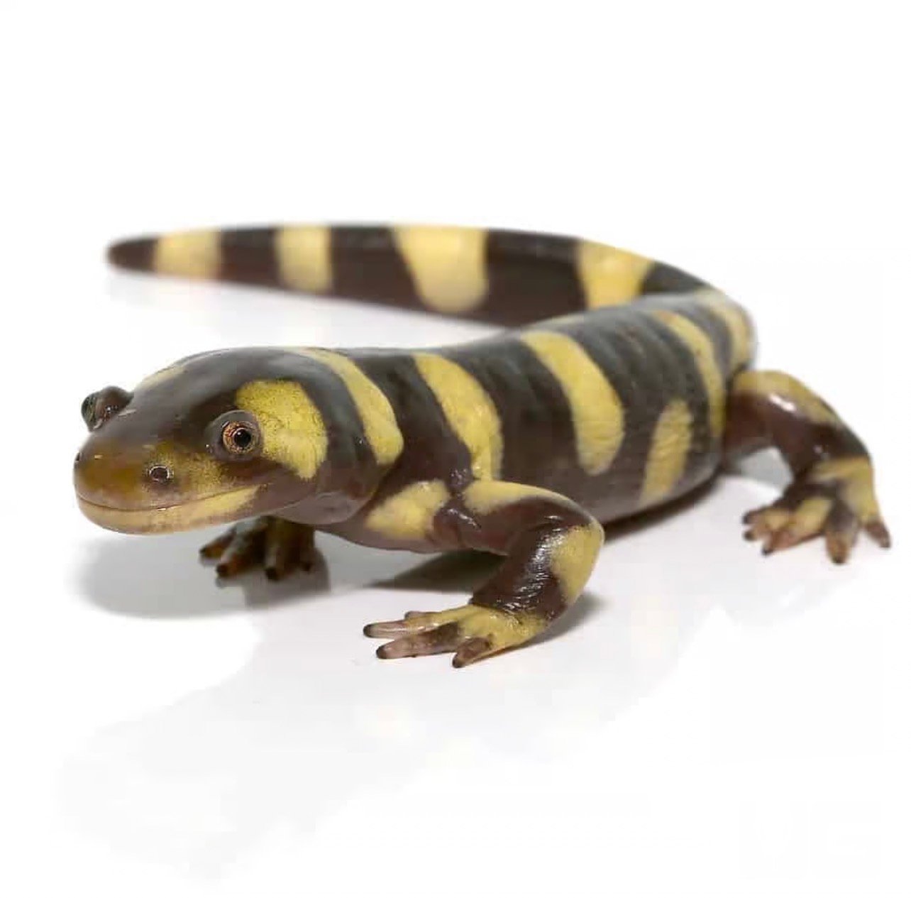 Yellow Barred Tiger Salamander For Sale - Image 2